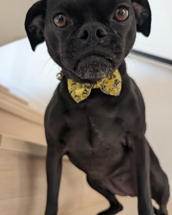 Trixie’s full body